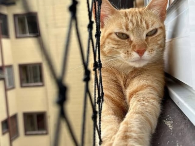 Como proteger seu pet em apartamentos altos