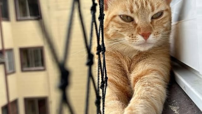 Como proteger seu pet em apartamentos altos