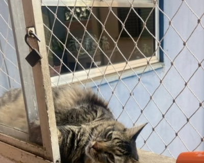Pet/Janelas