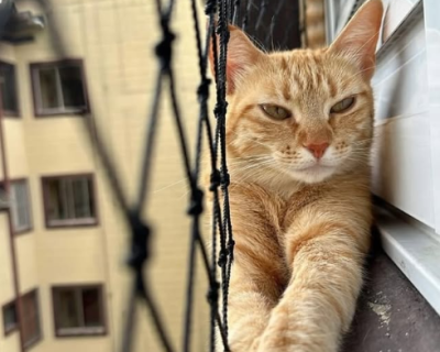 Pet/Janelas
